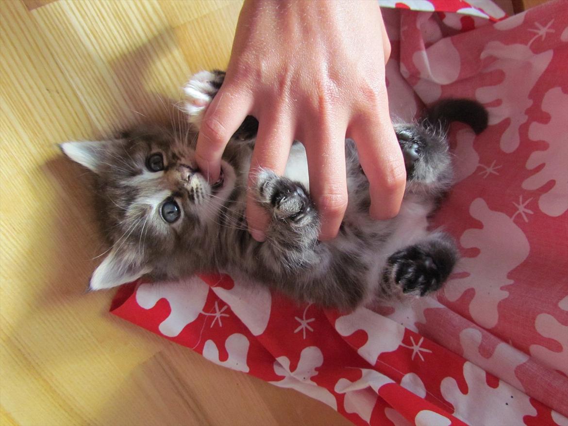 Maine Coon Tiffany (Tiff) - "Omenomenom!" billede 3