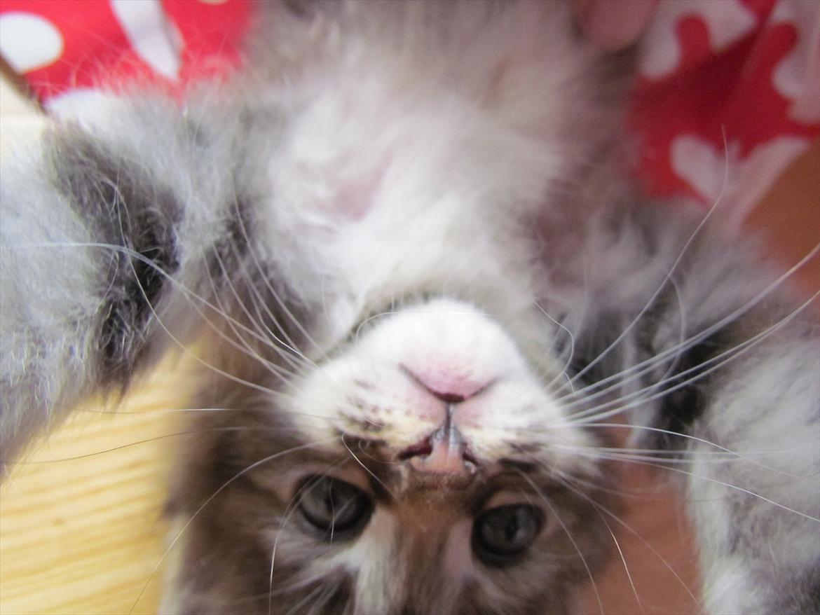 Maine Coon Tiffany (Tiff) - EGO! (hun holder om kameraet! xD) billede 4