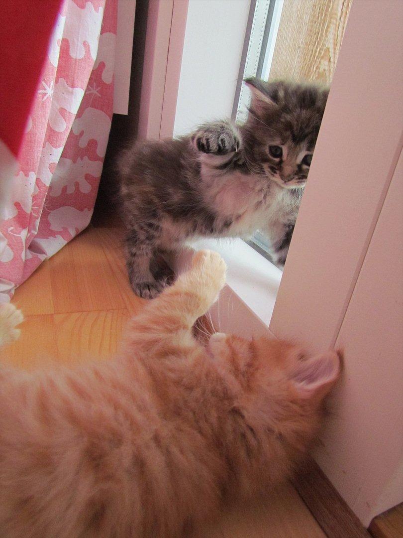 Maine Coon Tiffany (Tiff) - "Døø!" Hun er vist godt midt i en leg :D billede 5