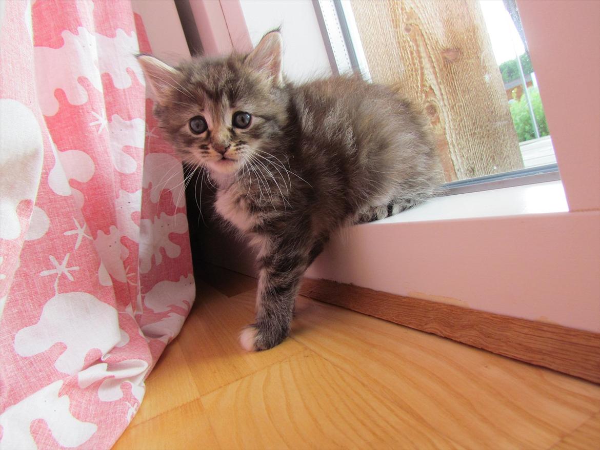 Maine Coon Tiffany (Tiff) - Det sidder hun vist godt ;) billede 6