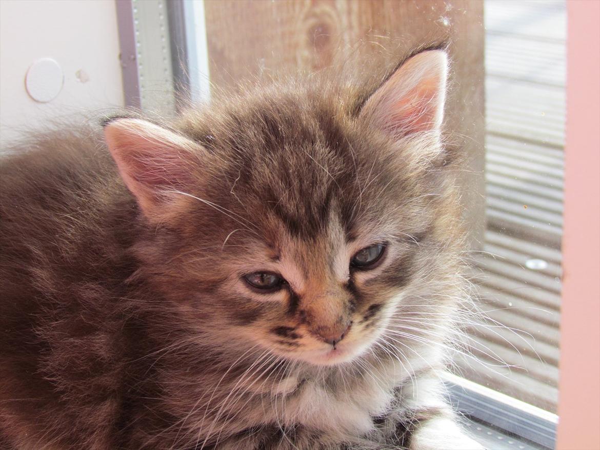 Maine Coon Tiffany (Tiff) billede 8