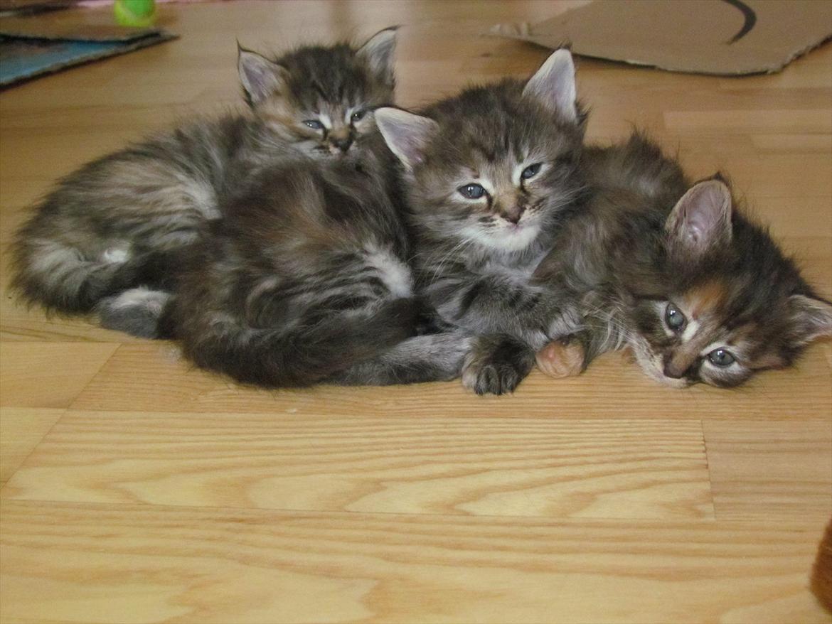 Maine Coon Tiffany (Tiff) - Alle de fine søstre :) billede 10