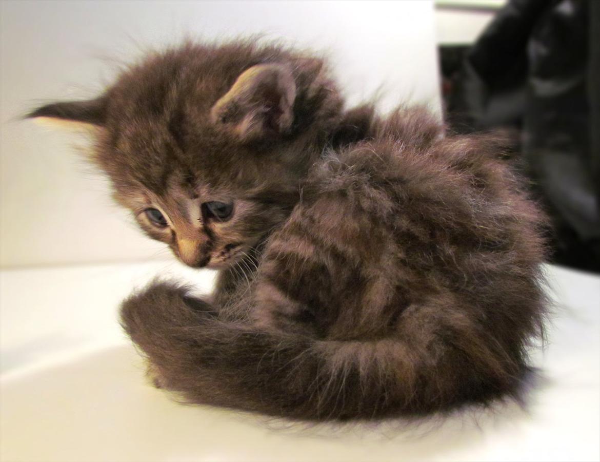 Maine Coon Tiffany (Tiff) billede 12