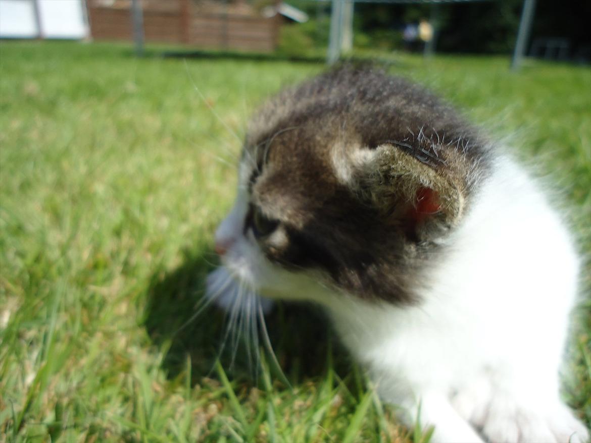 Huskat Emmely solgt - Velkommen til Emmelys profil:D

Jeg kan se noget:D billede 1