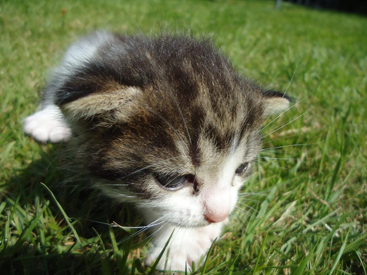 Huskat Emmely solgt - Hvad er det?:D billede 2