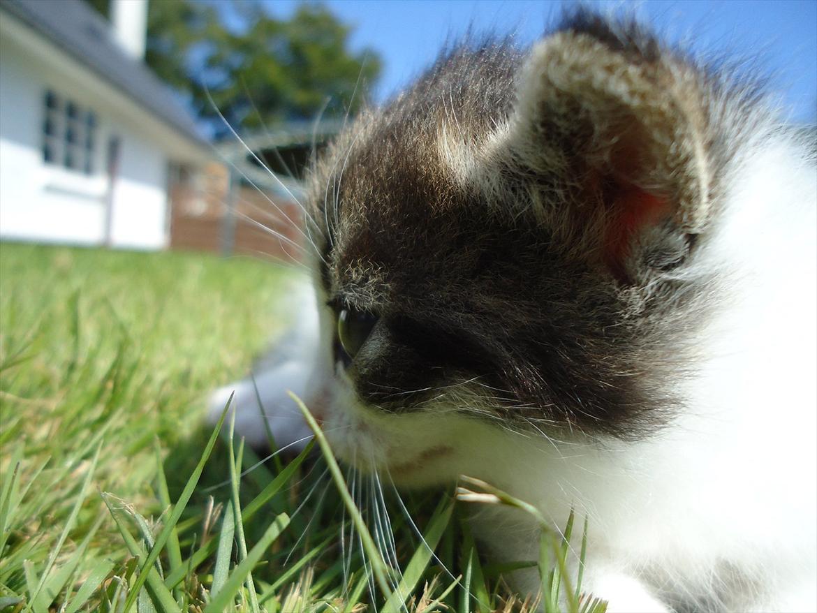 Huskat Emmely solgt - Det ser altså lidt spændende ud det der ovre:D billede 3