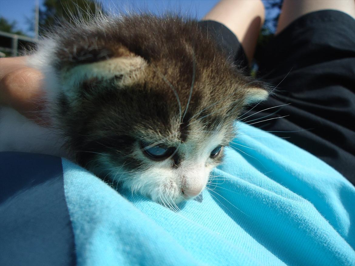 Huskat Emmely solgt - Det er nu dejligt at ligge her og kigge:D billede 5
