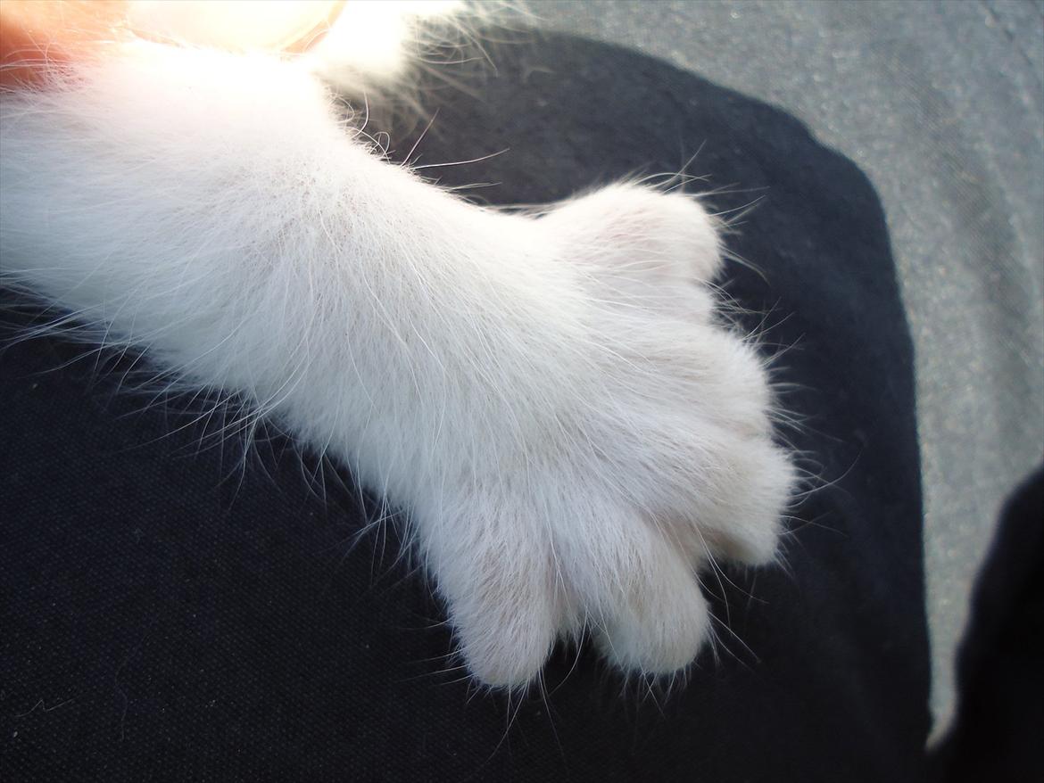 Huskat Emmely solgt - KÆMPE potte:D Man kan tydeligt se hun er rottekat:D billede 6