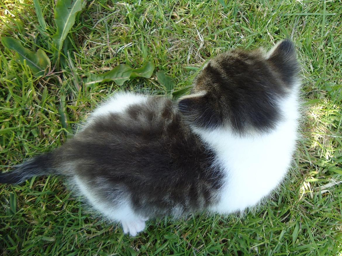 Huskat Emmely solgt - Emmely ovenfra;D billede 7