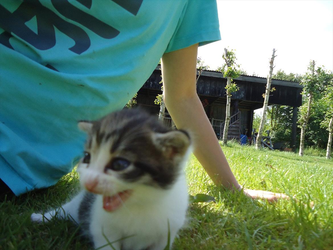 Huskat Emmely solgt - Mooooaaaaaarr!;D billede 8