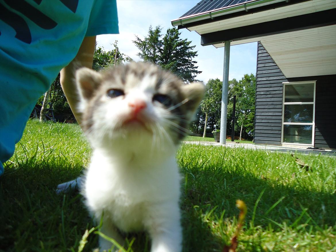 Huskat Emmely solgt - Mmmmm hvad er det jeg kan dufte, er det MAD?;D billede 9