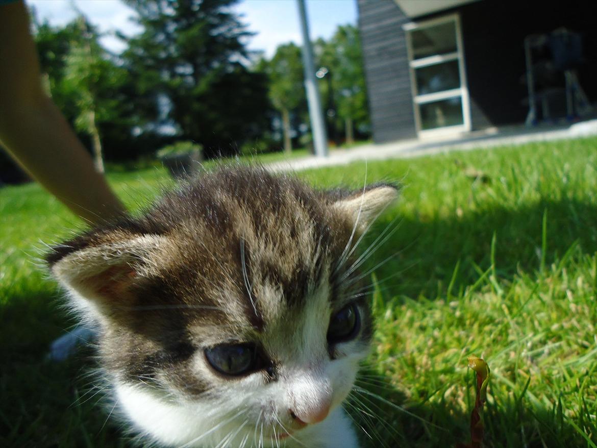 Huskat Emmely solgt - Hvis jeg smutter denne vej ser ingen mig!;D billede 10