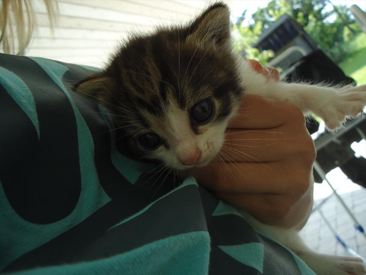 Huskat Emmely solgt - Det er nu dejligt at sidde her:D billede 12