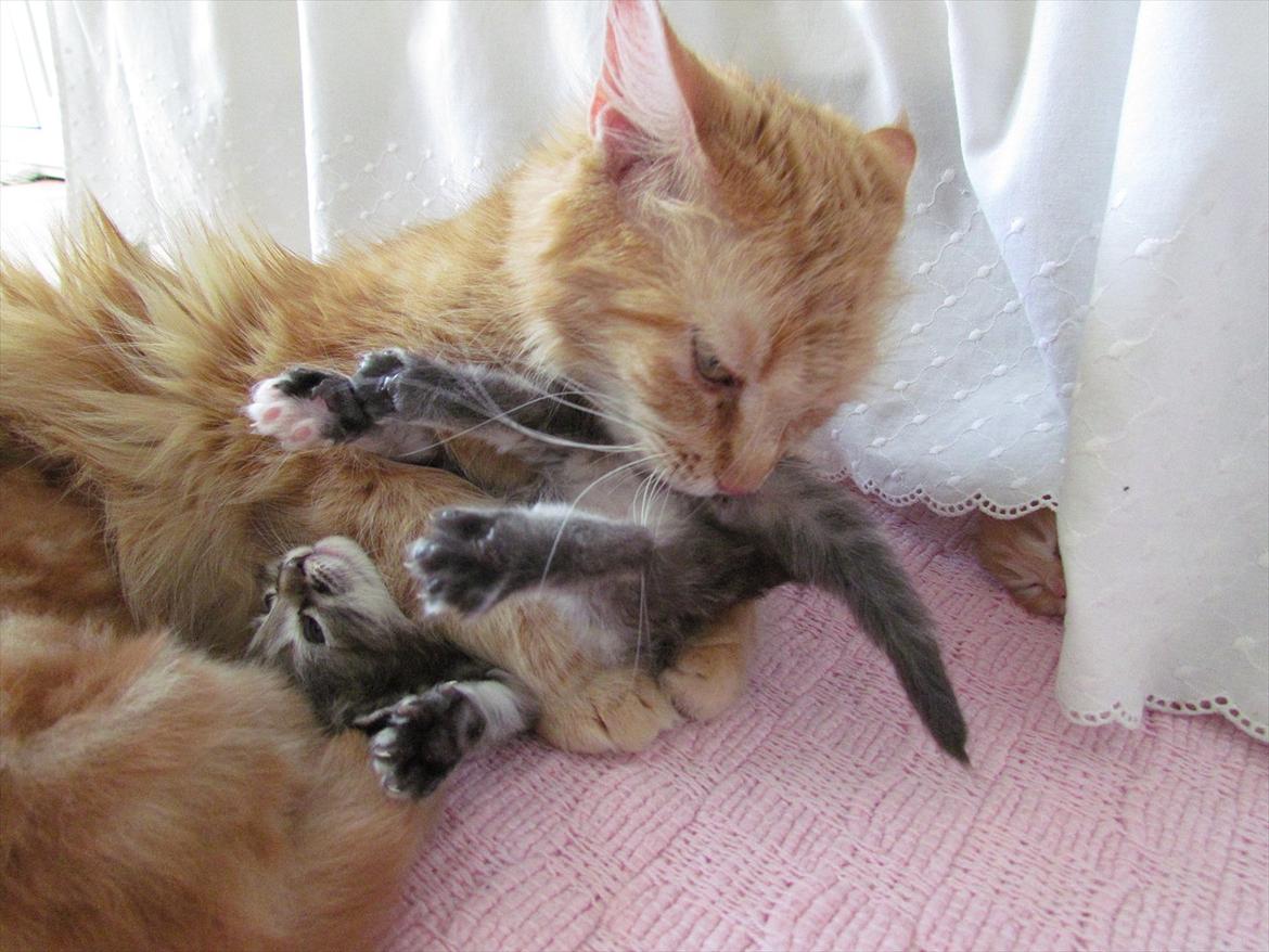 Maine Coon Tiffany (Tiff) - "Ej mor altså!" billede 13