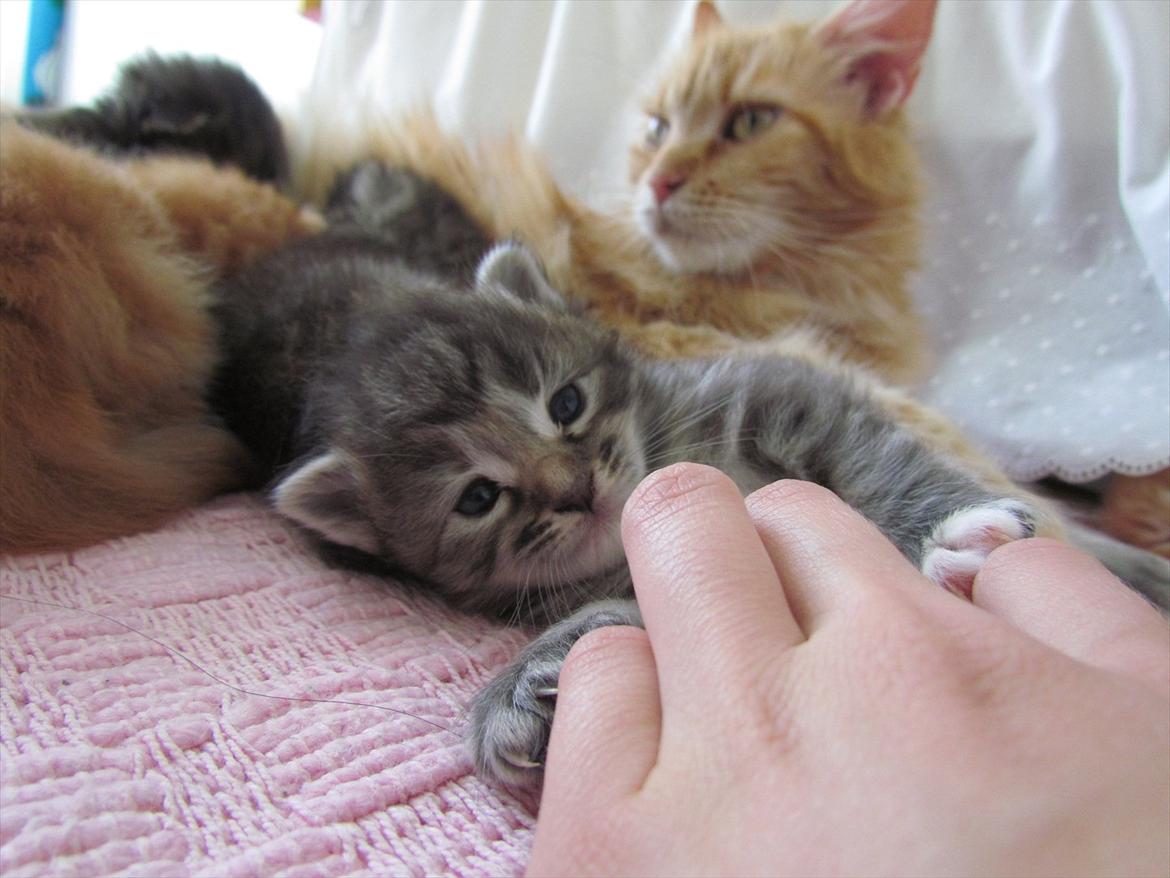 Maine Coon Tiffany (Tiff) billede 14