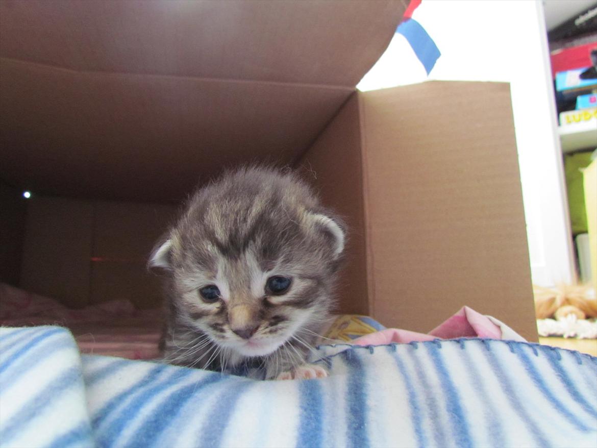 Maine Coon Tiffany (Tiff) billede 15