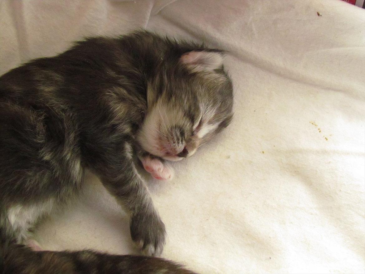 Maine Coon Tiffany (Tiff) billede 16