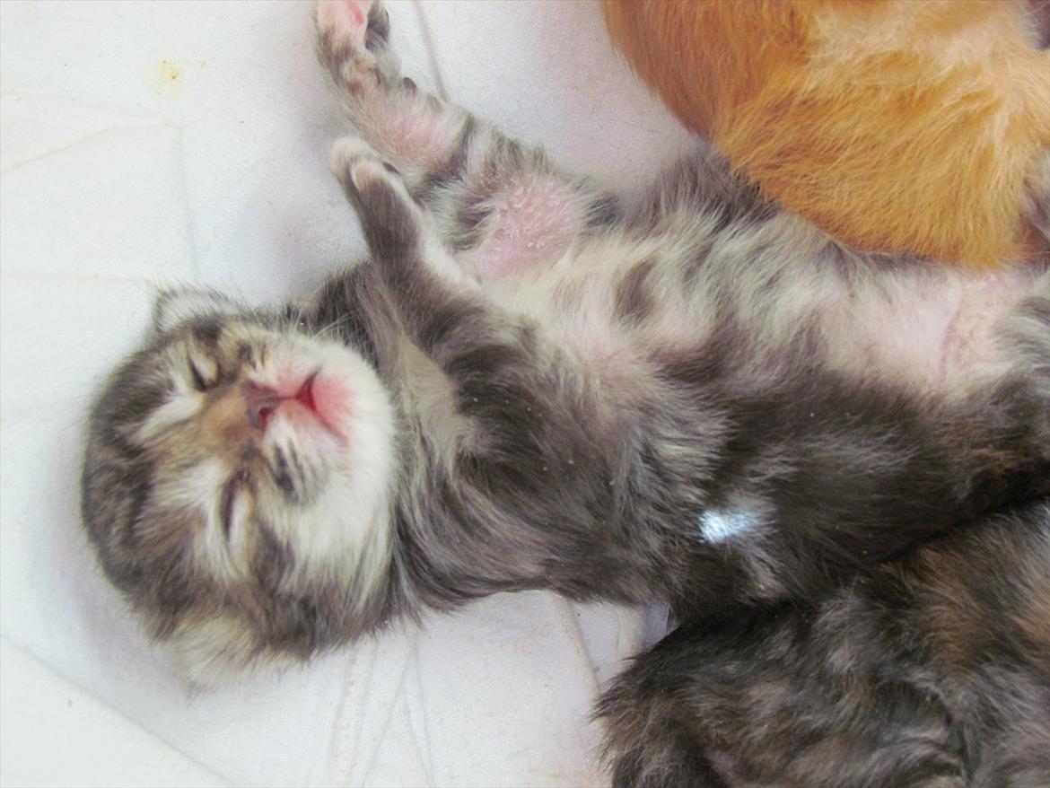 Maine Coon Tiffany (Tiff) - Da hun var få dage gammel og ikke havde fået øjne :) billede 17