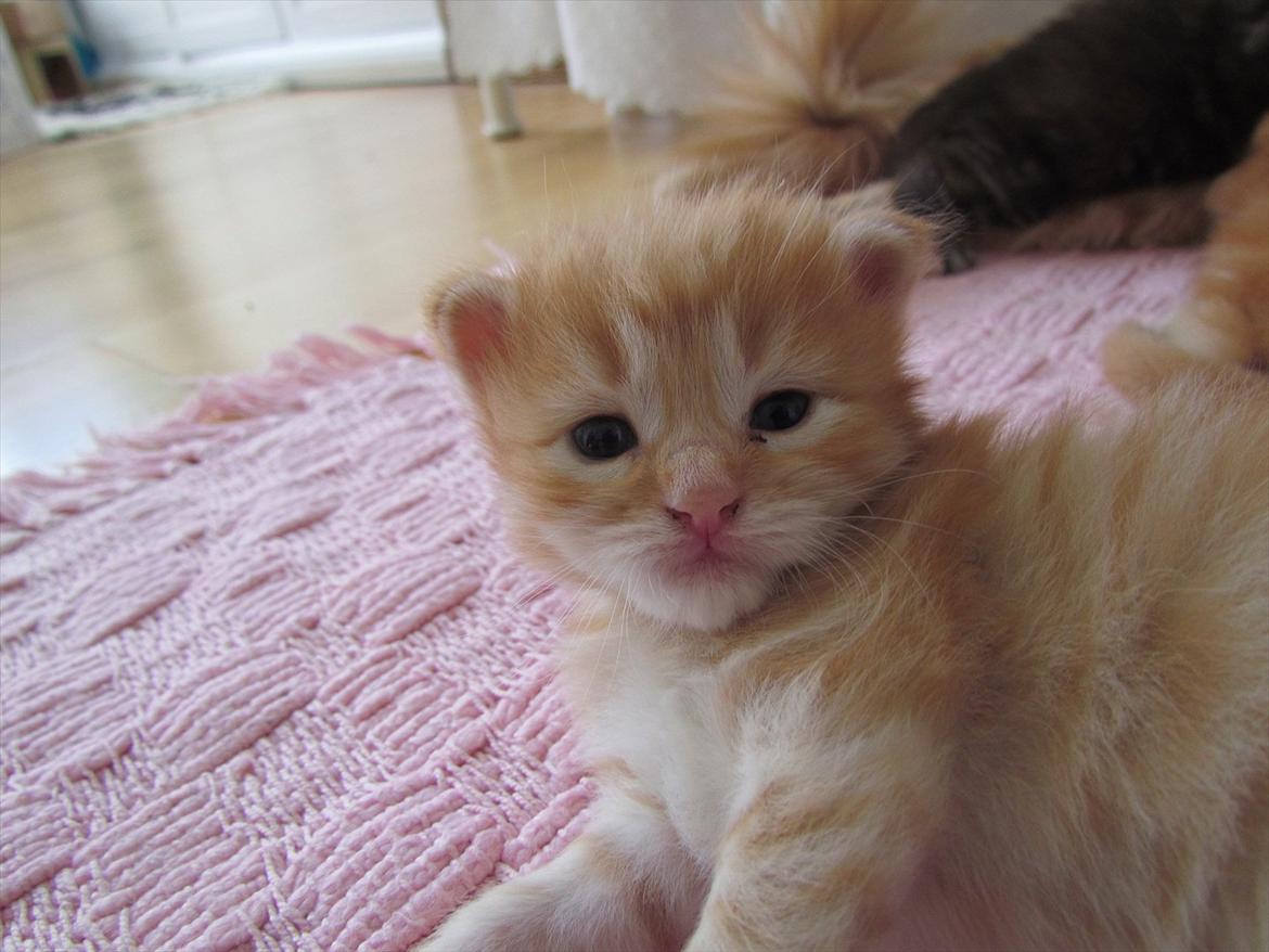 Maine Coon Spaghetti billede 11