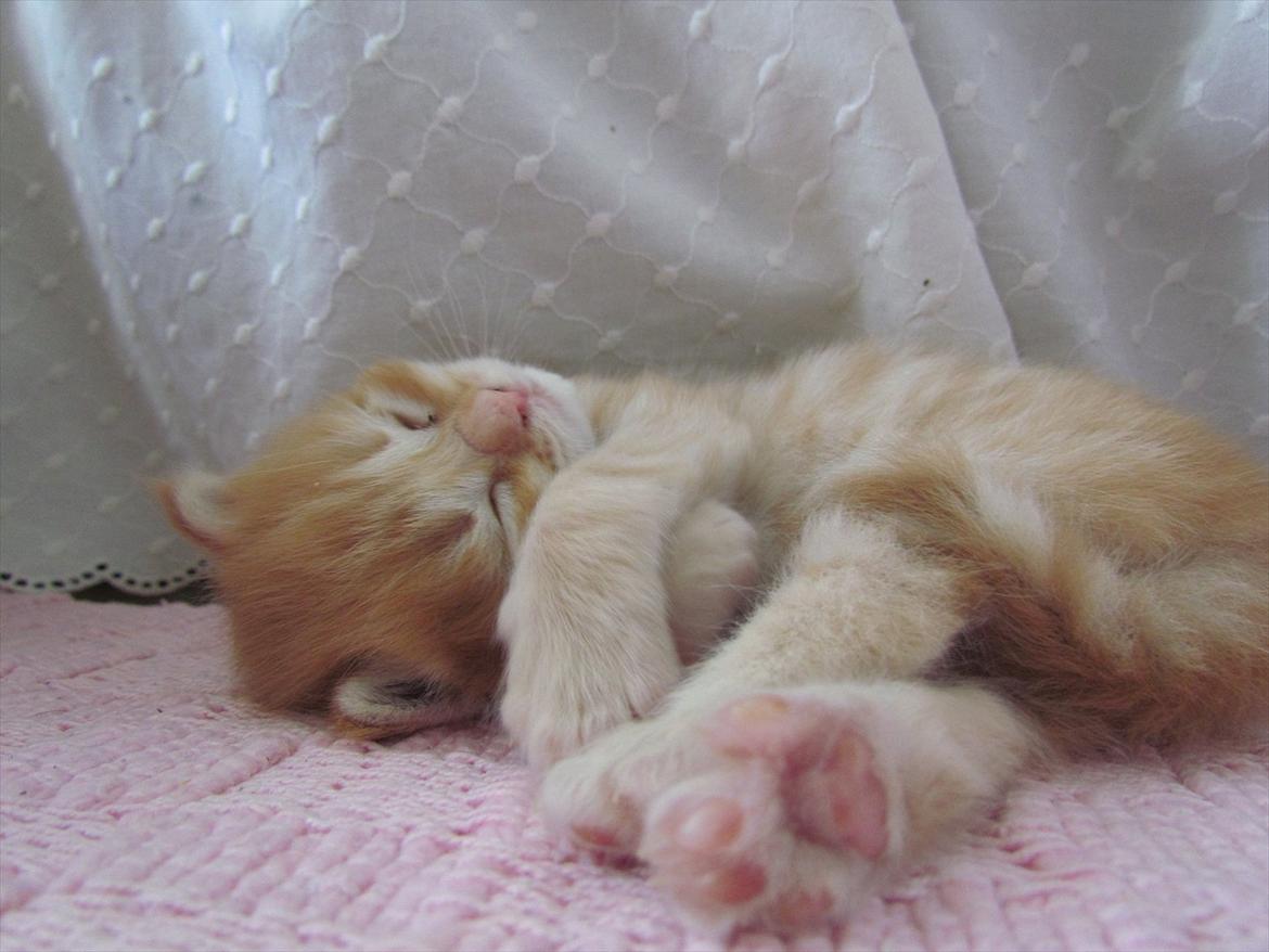 Maine Coon Spaghetti - Der lægger han vist godt? ^^ billede 13