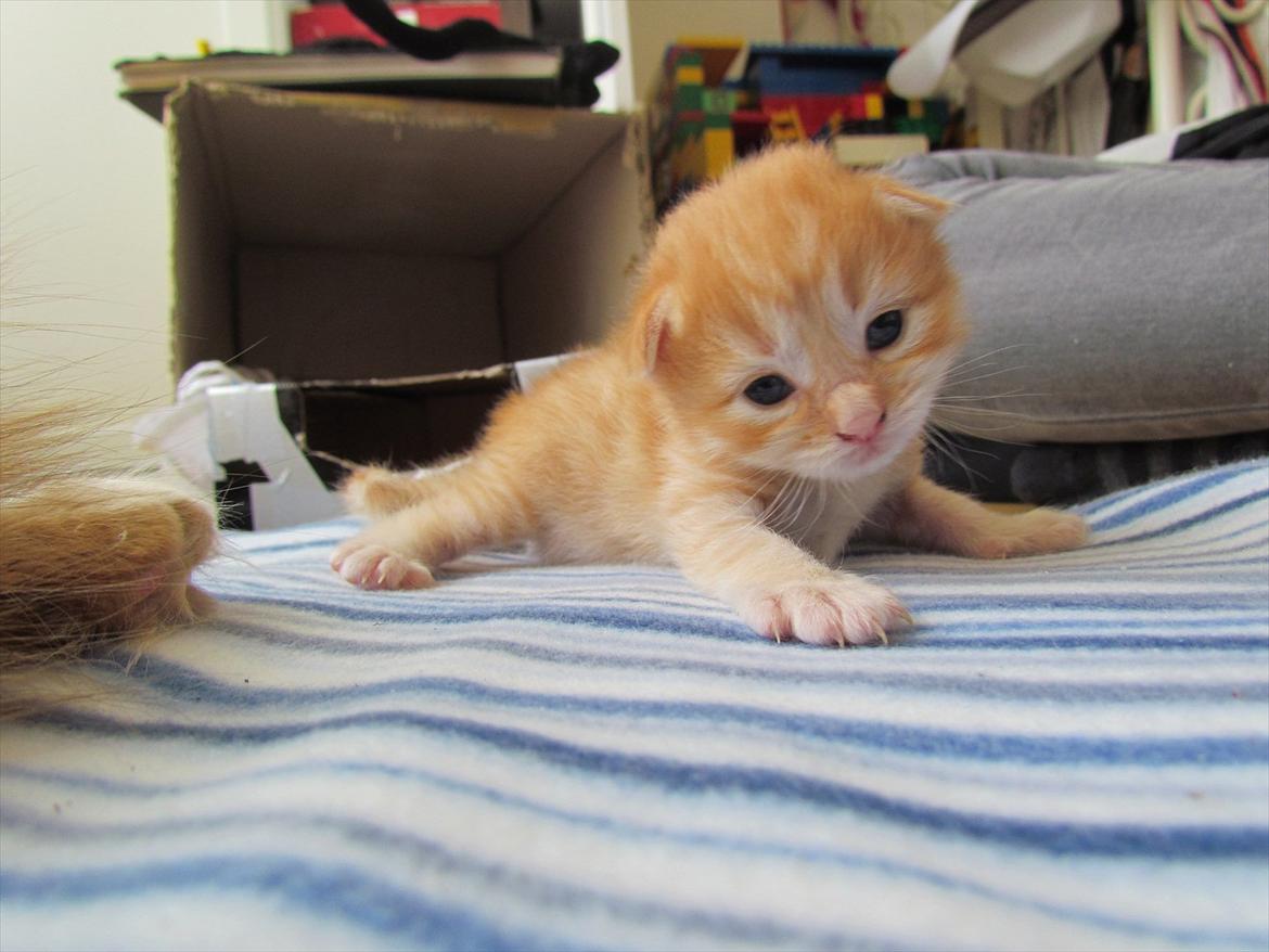 Maine Coon Spaghetti billede 14