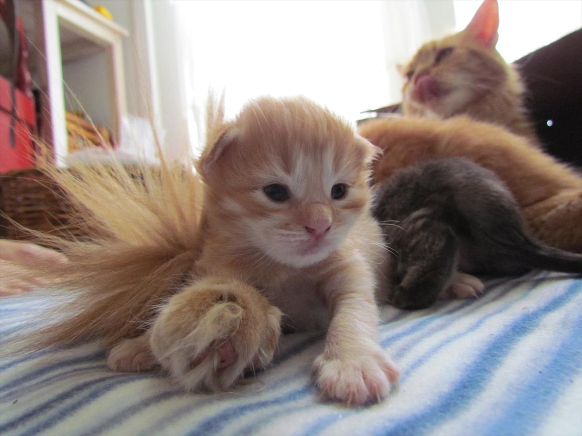 Maine Coon Spaghetti billede 15