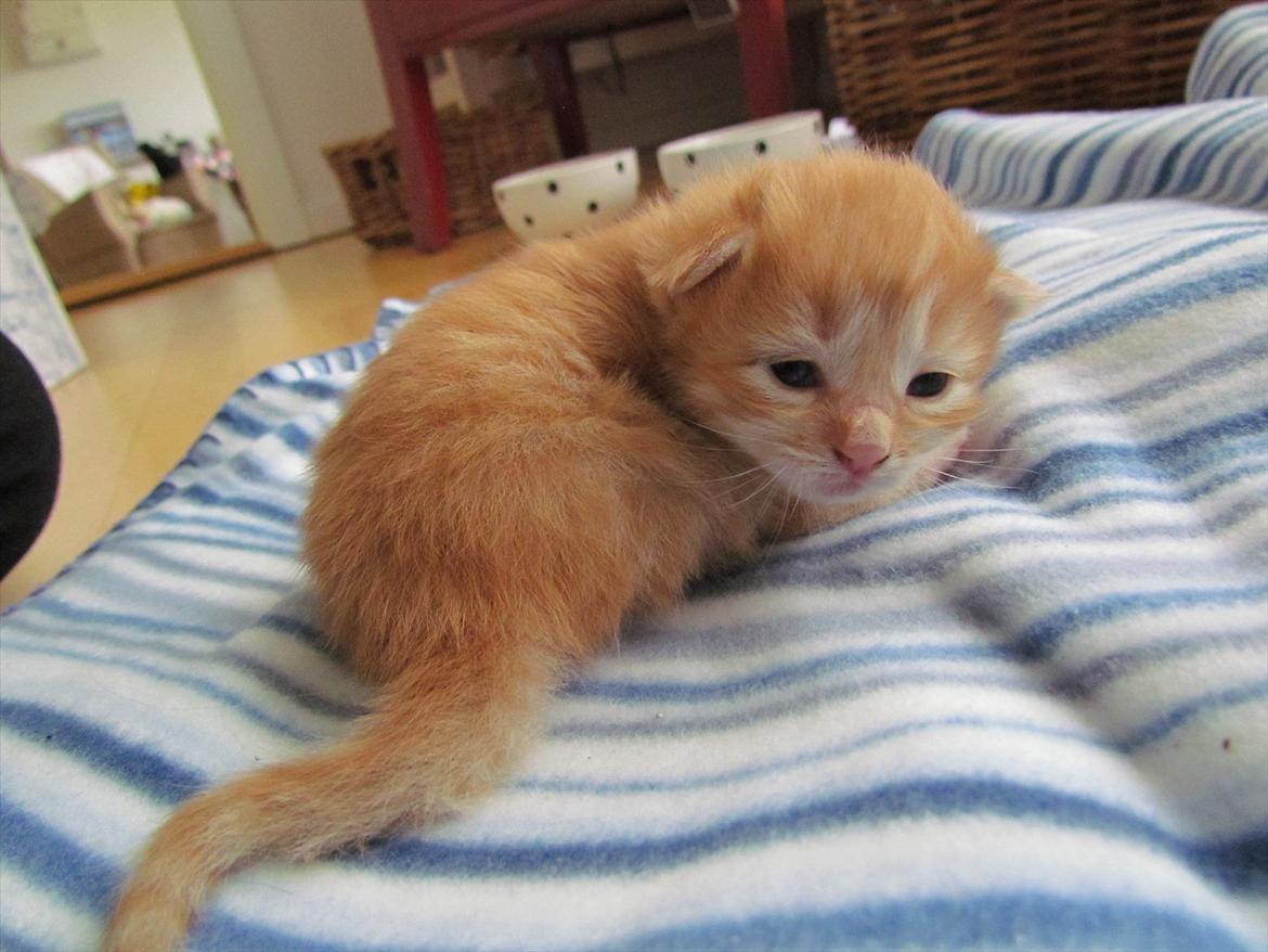 Maine Coon Spaghetti billede 16