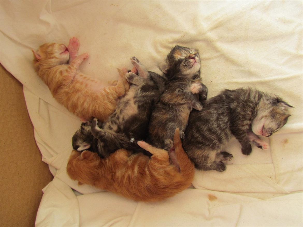 Maine Coon Spaghetti - Hvor er de små og søde allesammen! Den lyse er Spaghetti :) billede 17