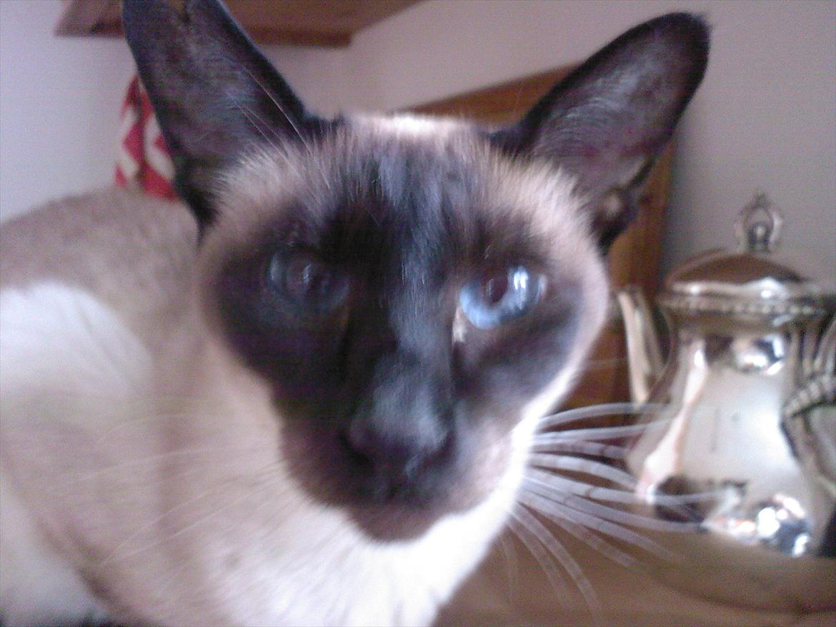 Siameser DK Hancock's Rosie - Min elskede Rosiemis <3  R.I.P. billede 1