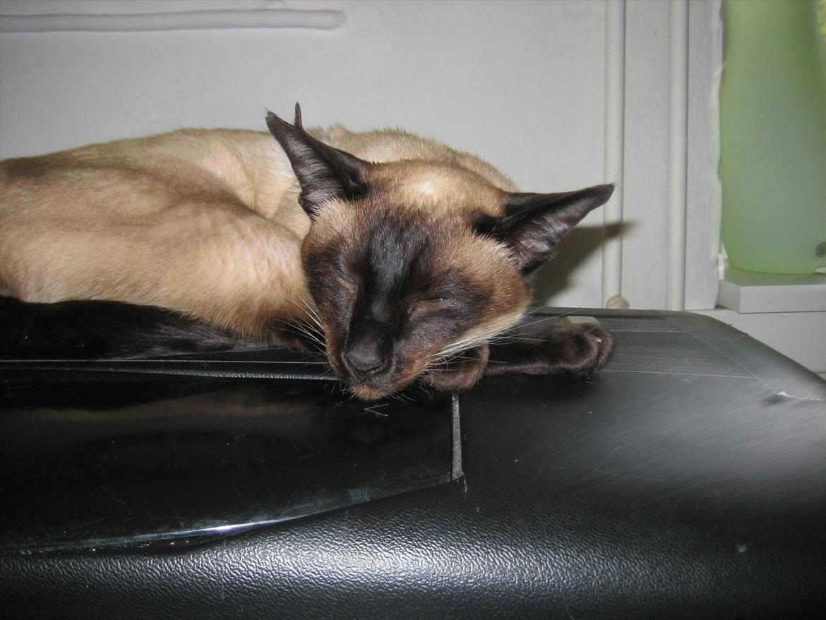 Siameser DK Hancock's Rosie - Jeg tager mig lige en lur oven på fiskene. Det elsker jeg :o) billede 2