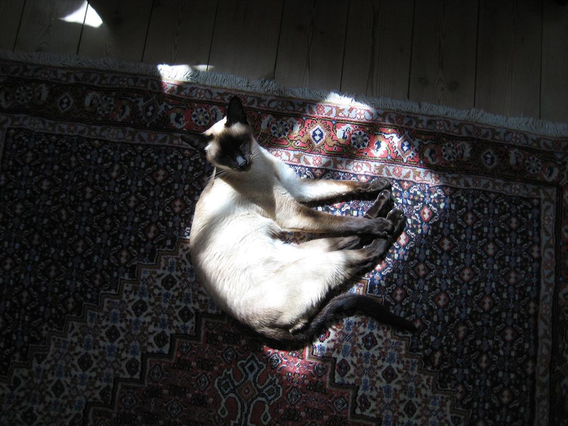 Siameser DK Hancock's Rosie - Dejligt med lidt sol så man kan holde den brune kulør ;o) billede 3