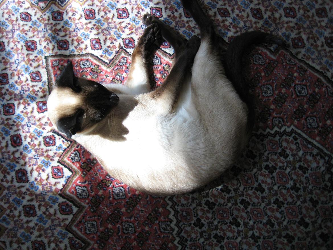 Siameser DK Hancock's Rosie billede 5