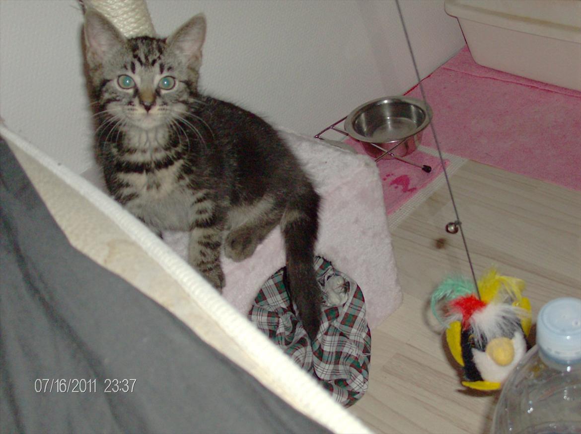 Huskat Prince billede 6