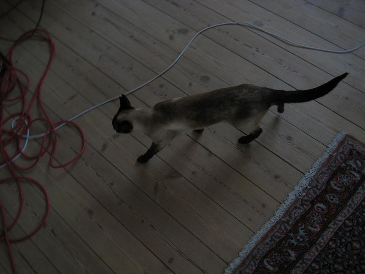 Siameser DK Hancock's Rosie billede 6