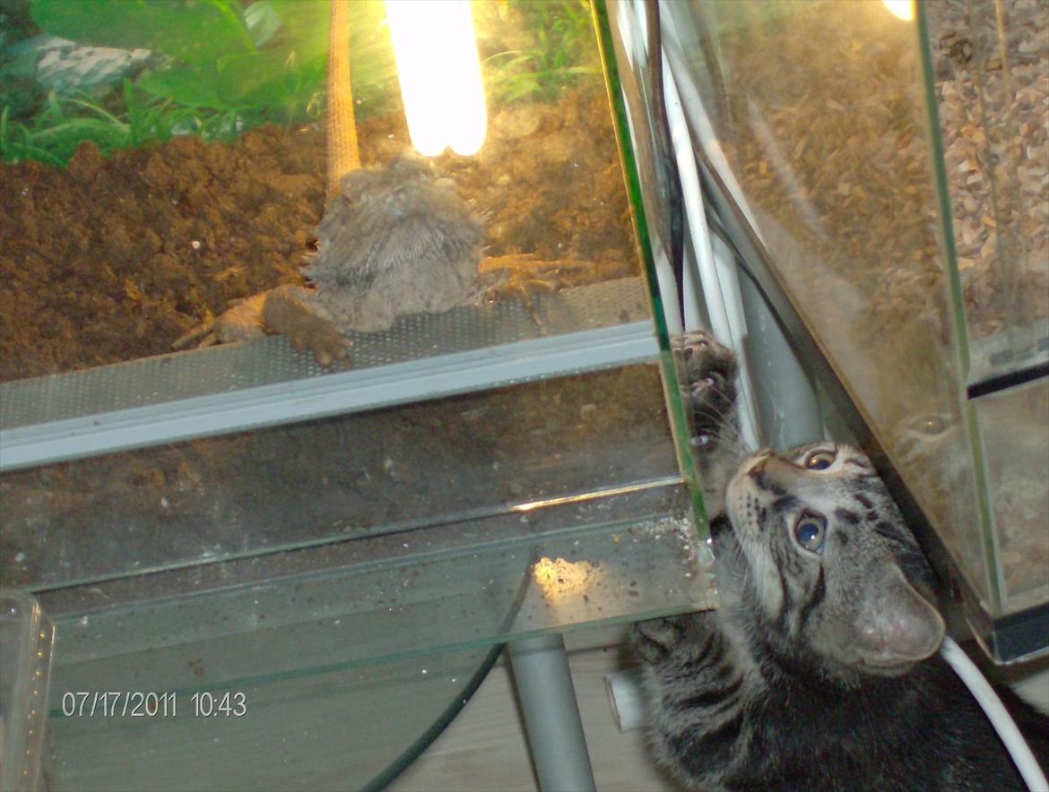 Huskat Prince billede 16