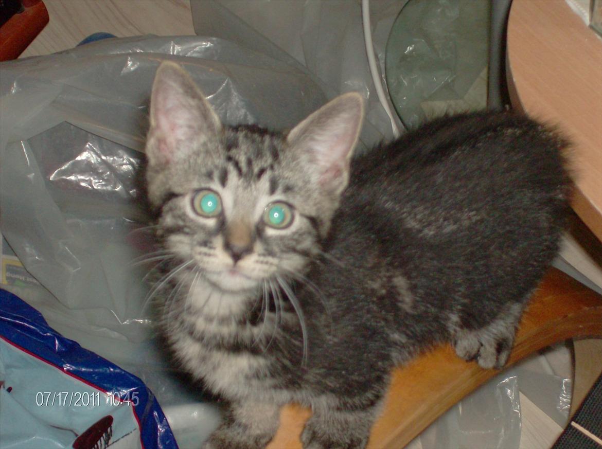 Huskat Prince billede 5