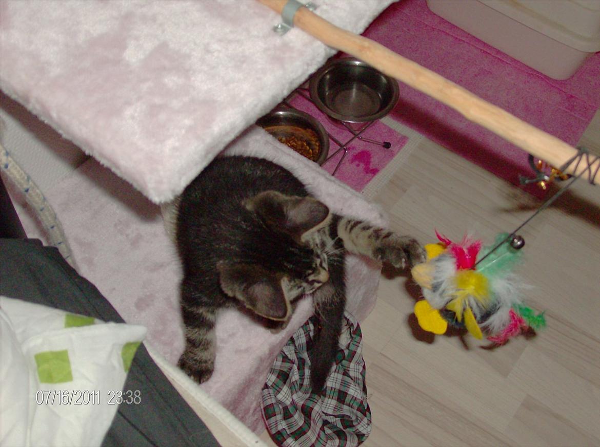 Huskat Prince billede 11