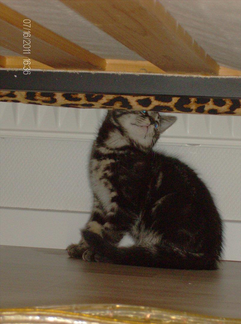 Huskat Prince billede 15