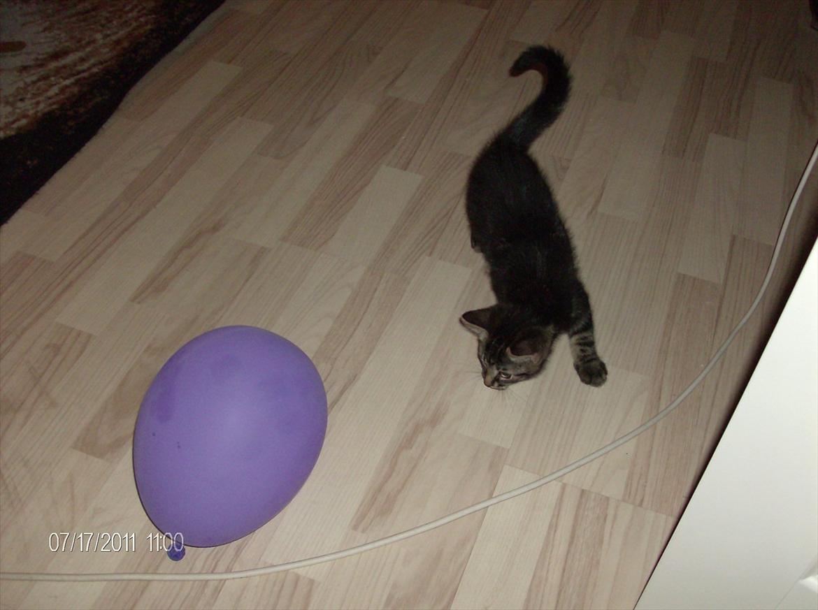 Huskat Prince billede 8