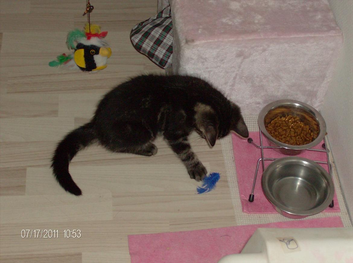 Huskat Prince - det er alt der kan leges med, &så når man spiser ;* billede 10
