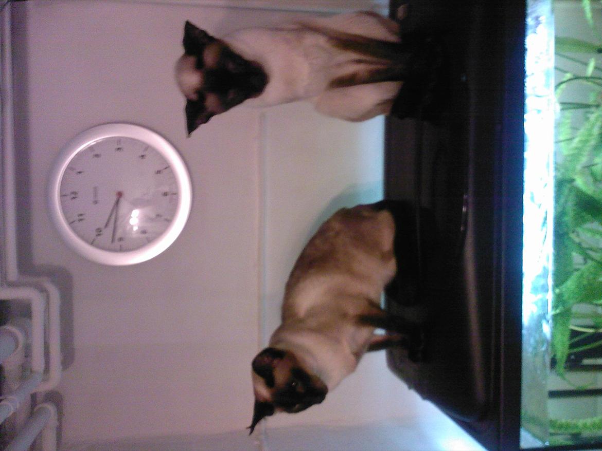 Siameser DK Hancock's Rosie - kan desværre ikke vende billedet. Men det er Rosie til venstre og Ares (hendes søn) til højre. billede 7