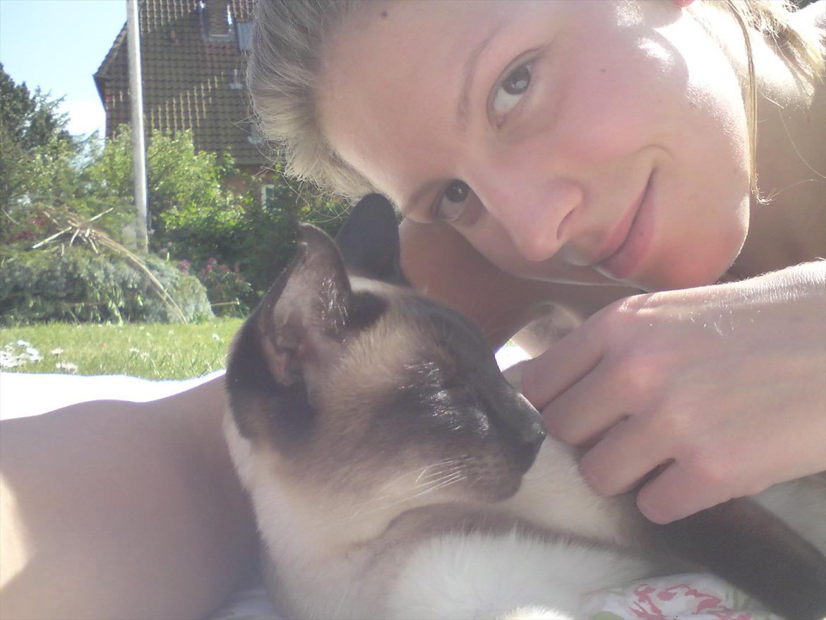 Siameser DK Hancock's Rosie - Vi ligger og får lidt sol i haven :-) billede 8