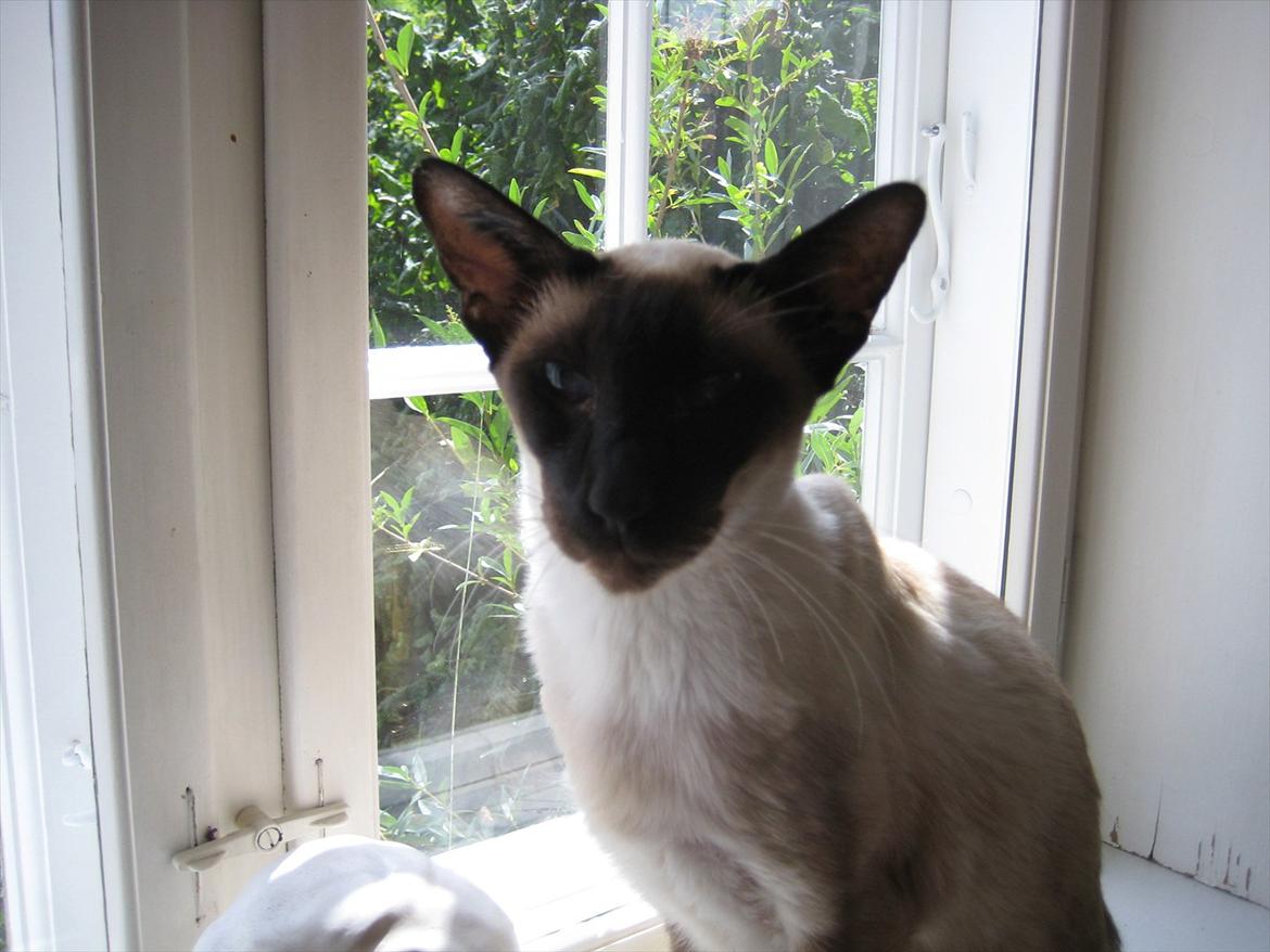 Siameser DK Hancock's Ares billede 1