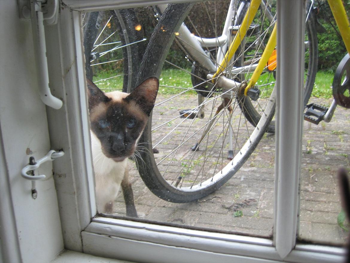 Siameser DK Hancock's Ares - Titte bøhhh billede 2