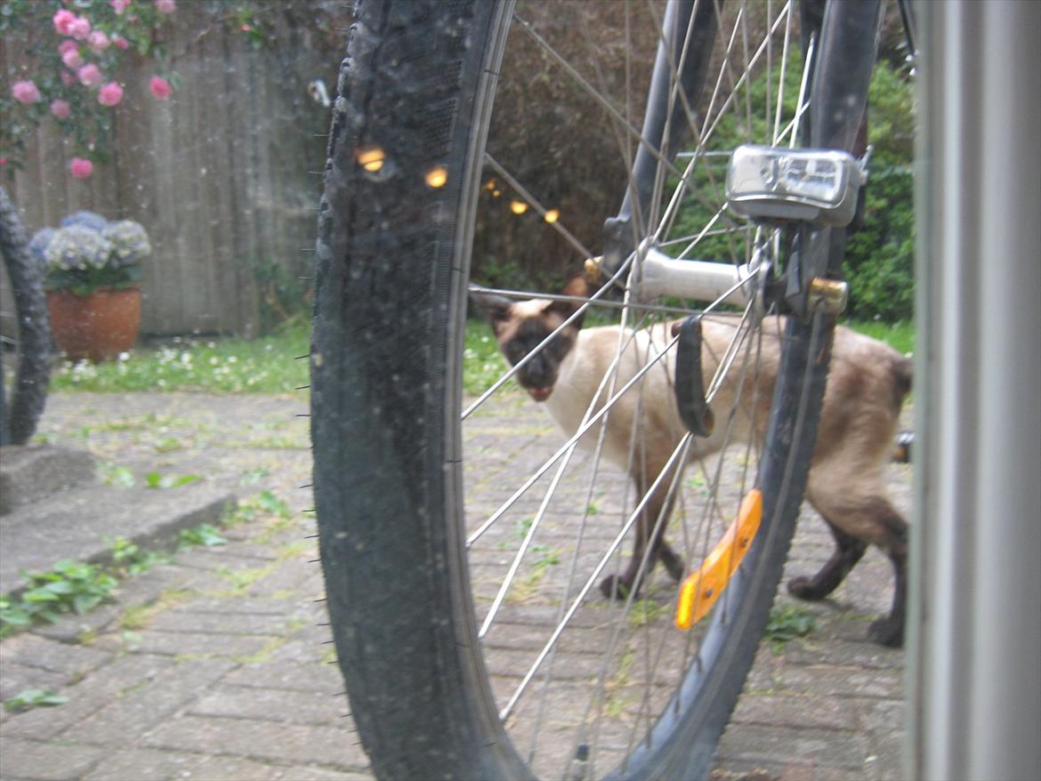 Siameser DK Hancock's Ares - Hov! En Aresmis! billede 3