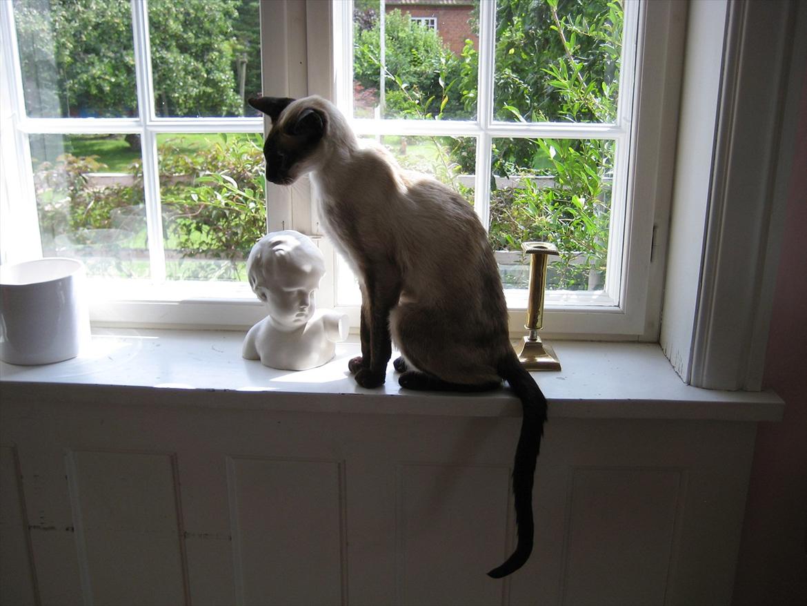 Siameser DK Hancock's Ares - Jeg nyder lige solen :-) billede 4