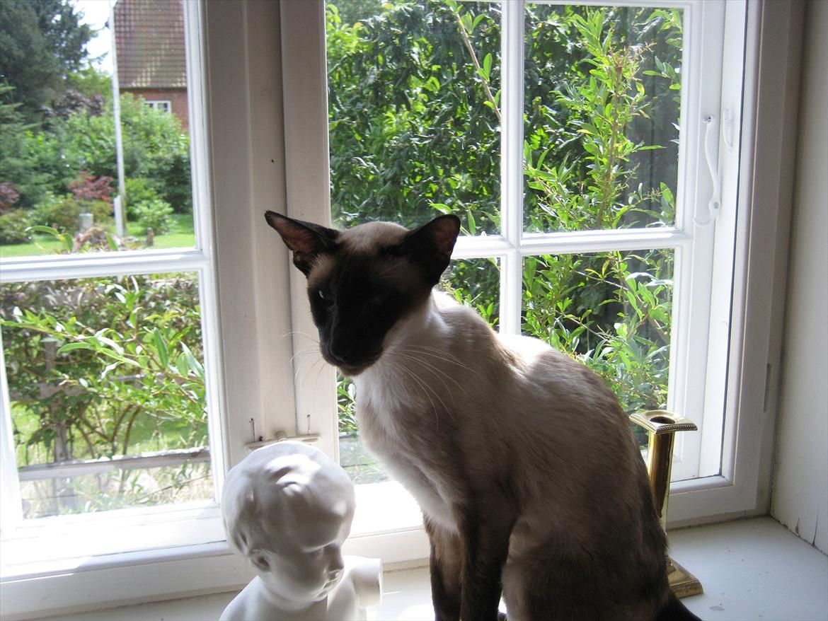 Siameser DK Hancock's Ares - smukke ares billede 5