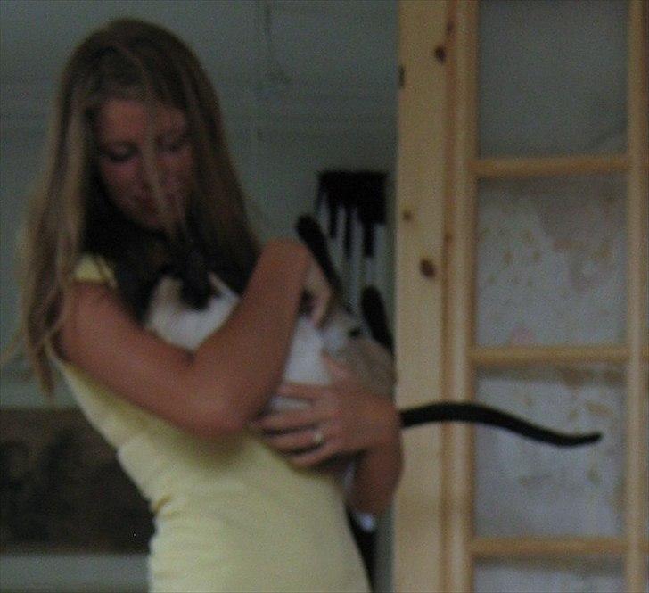 Siameser DK Hancock's Ares - Lille babymis :-) billede 6