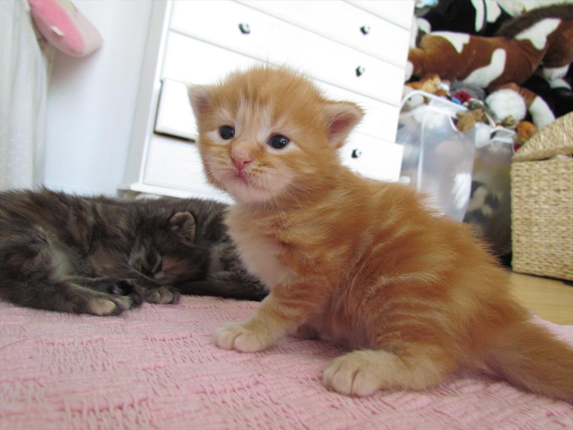 Maine Coon Simba - Aww.. Lille Simba! billede 11