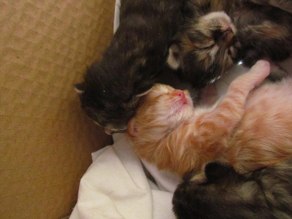 Maine Coon Simba billede 12